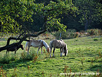 Reiterhof Pansfelde bei Meisdorf und Burg Falkenstein