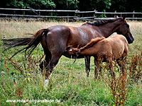 Reiterhof Pansfelde bei Meisdorf und Burg Falkenstein